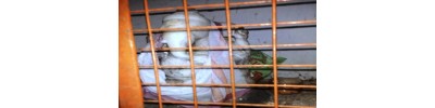 155. திருப்பெரு வேளூர்